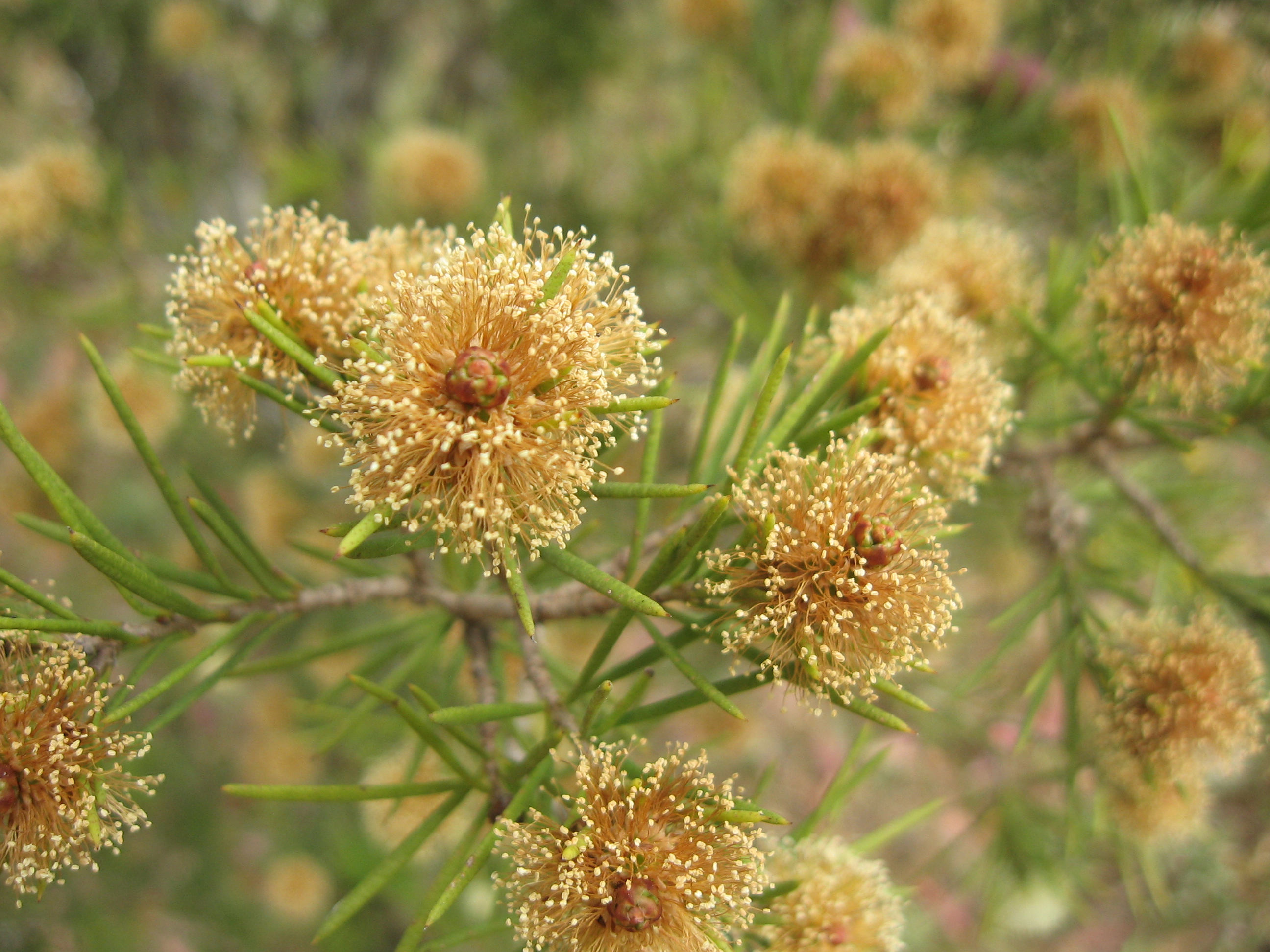 nodosa